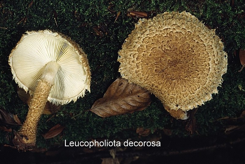 Leucopholiota decorosa-amf2068-1.jpg - Leucopholiota decorosa ; Syn: Armillaria decorosa ; Nom français: Armillaire décorative
